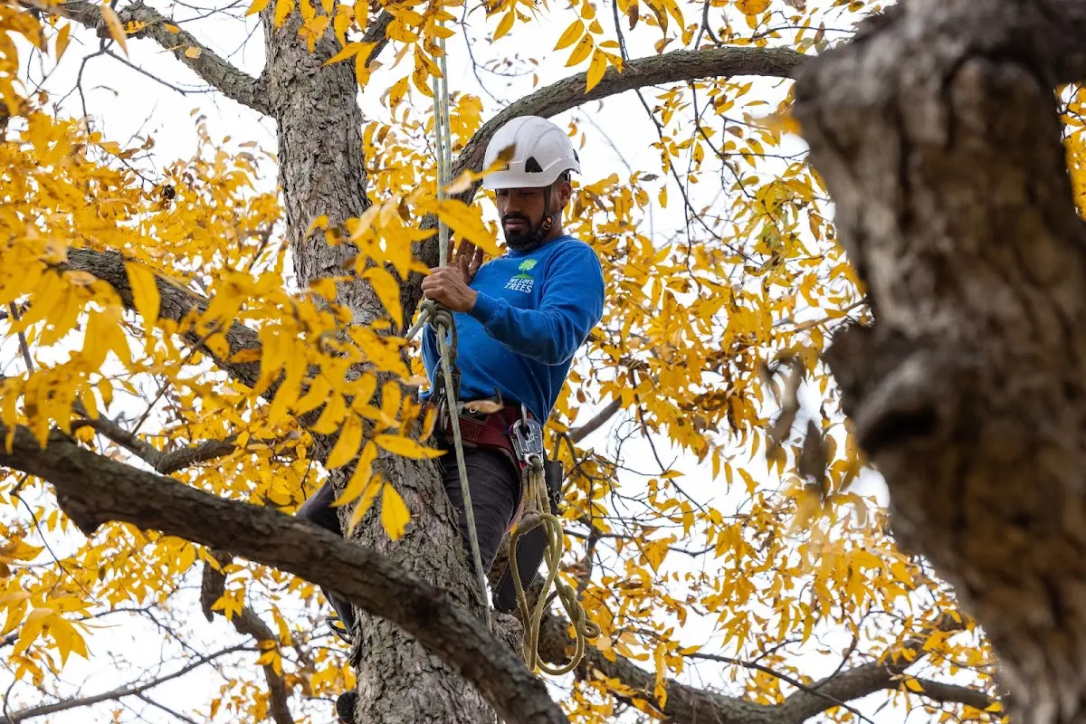 Skilled Tree Trimming crew working in Browning